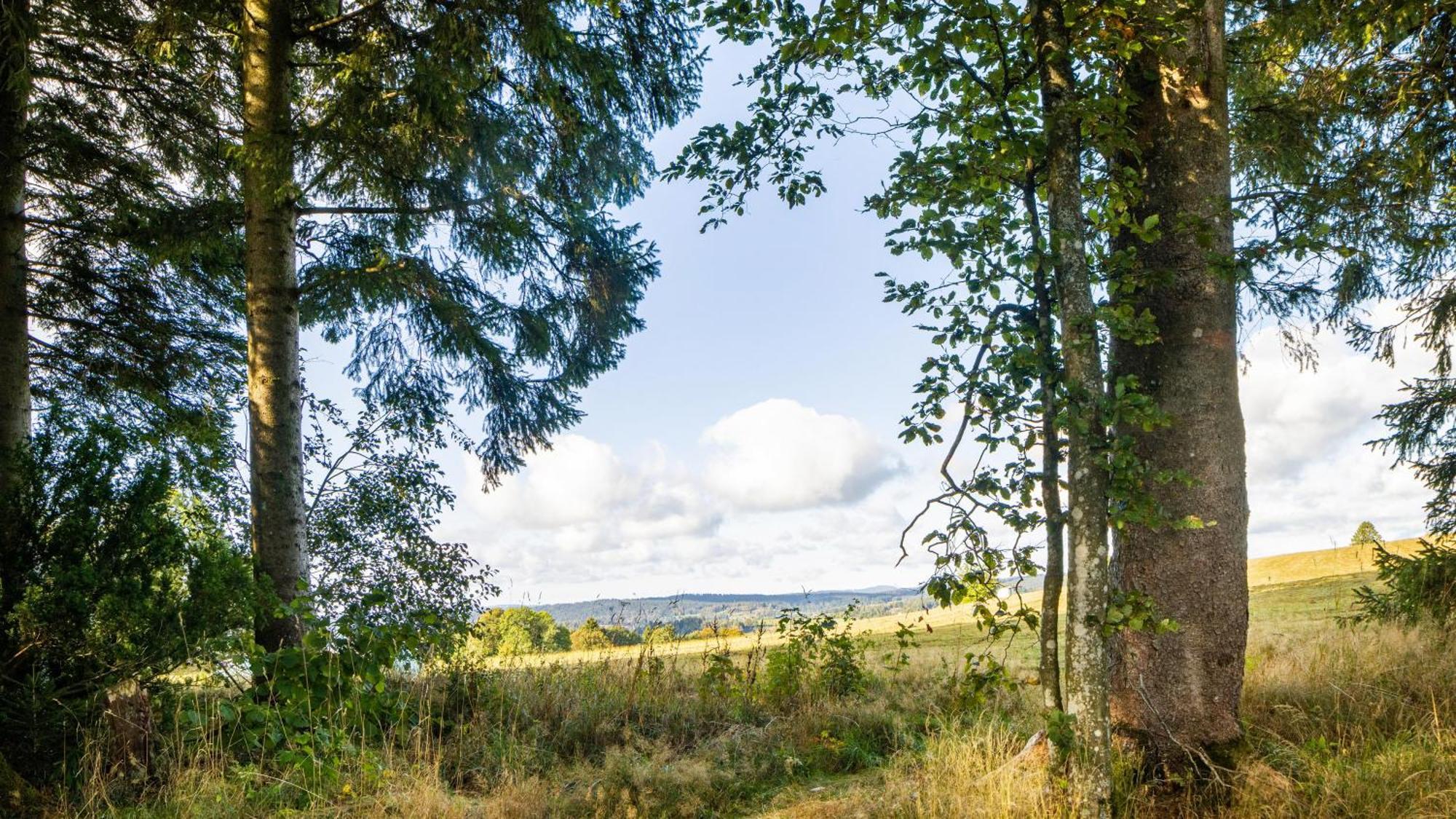 Das Schneiderhaus Höchenschwand Exteriör bild